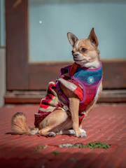 A cheerful small dog wearing a colorful handmade sweater sitting on a sunny porch.