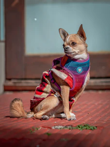 A cheerful small dog wearing a colorful handmade sweater sitting on a vibrant Mexican textile.