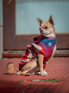 A small dog wearing a vibrant handmade sweater sitting on a colorful blanket outdoors