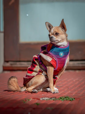 A small dachshund wearing a colorful sweater sitting on a wooden porch.