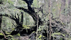 A detailed battle map featuring a mysterious forest clearing with ancient ruins.