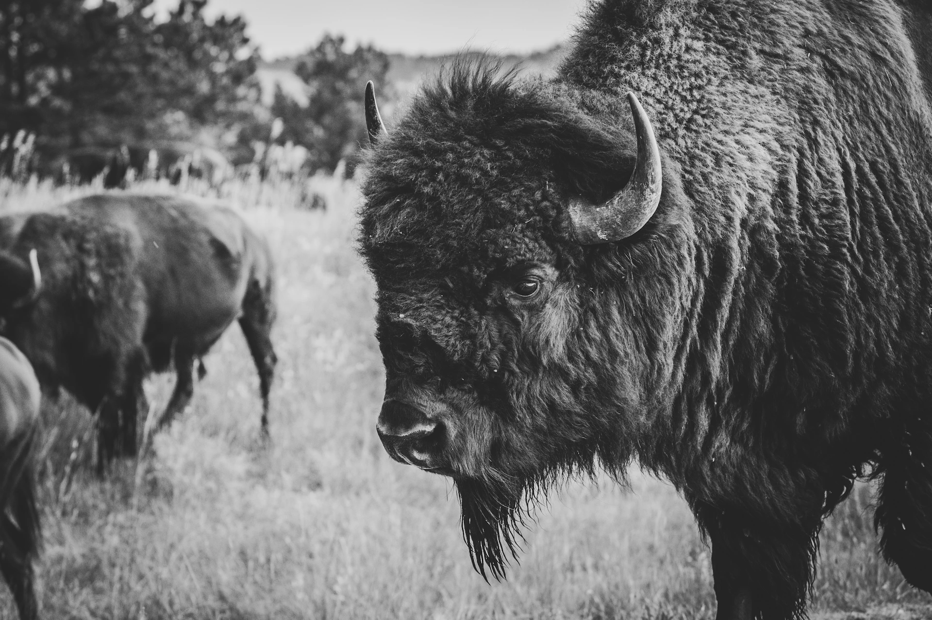 a black and white photo of a bison in a field