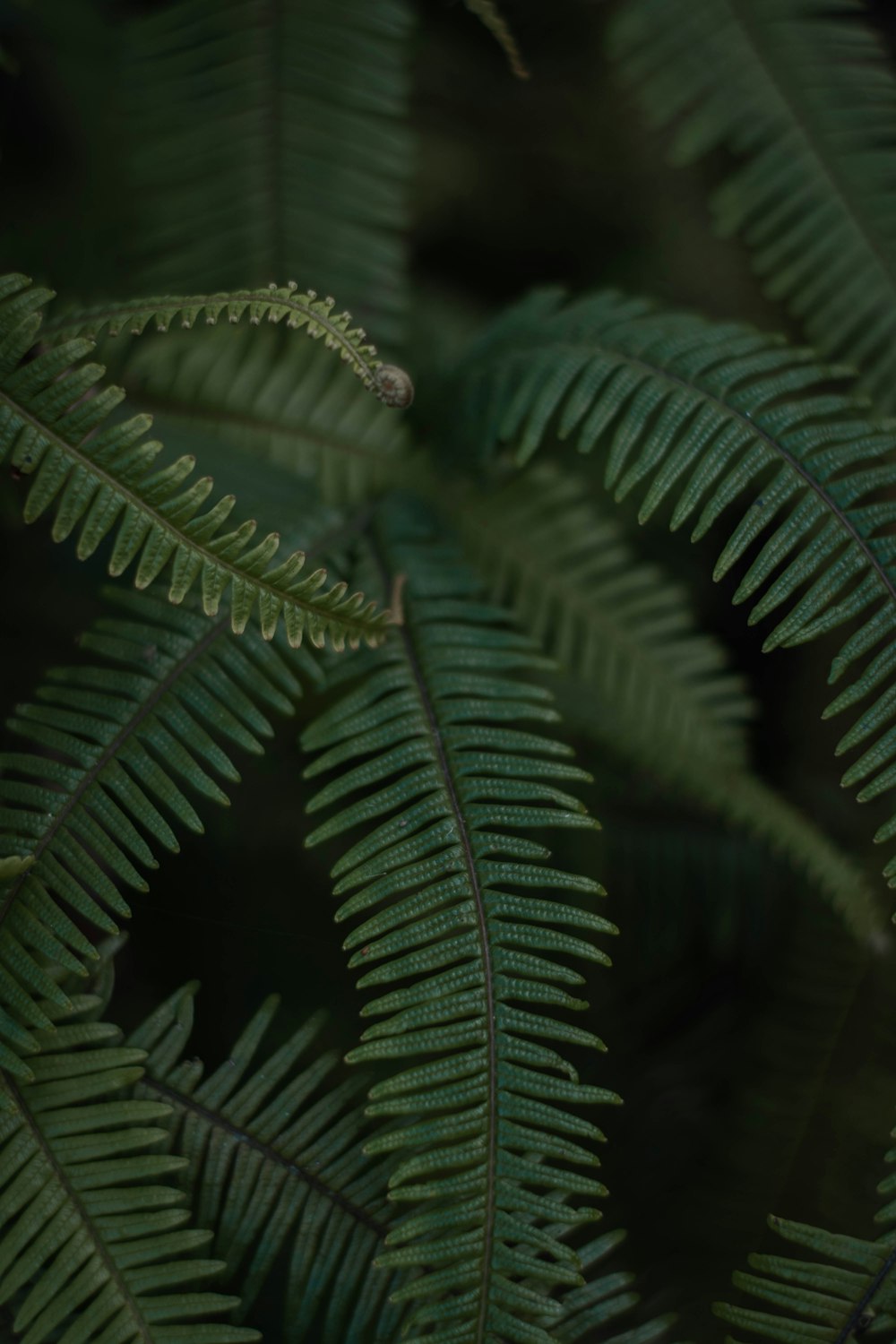 a close up of a green plant with lots of leaves