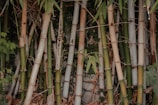 A dense cluster of bamboo stalks stands vertically, with varying shades of green and beige. The bamboo is surrounded by lush green foliage and small amounts of dried leaves. The background features a mix of greenery and some visible stone surfaces.