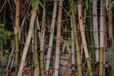 A dense cluster of bamboo stalks stands vertically, with varying shades of green and beige. The bamboo is surrounded by lush green foliage and small amounts of dried leaves. The background features a mix of greenery and some visible stone surfaces.