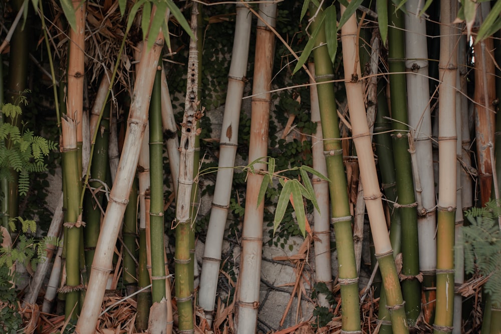 a group of bamboo trees with lots of green leaves