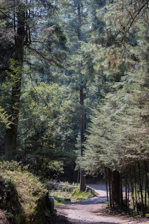 A serene forest scene featuring tall, dense trees with a mix of sunlight filtering through the canopy. The forest floor is covered in greenery, and a narrow dirt path winds through it, inviting exploration.