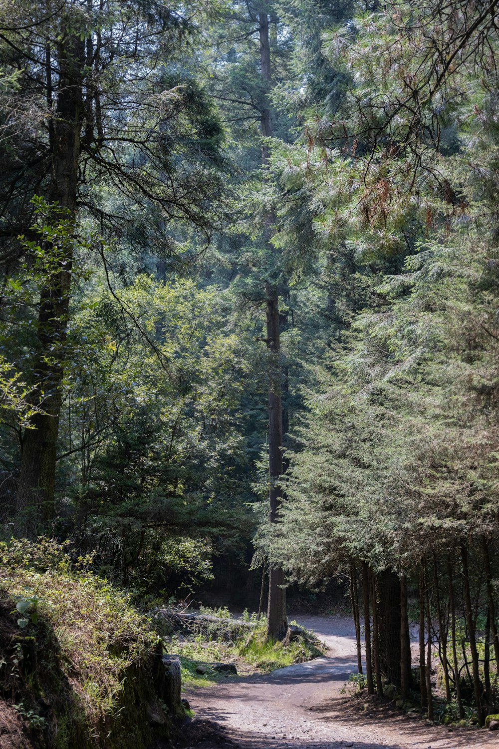 a dirt road in the middle of a forest