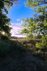 A serene natural landscape with lush green trees and soft sunlight filtering through.