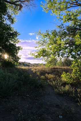 A serene natural landscape with lush green trees and soft sunlight filtering through.
