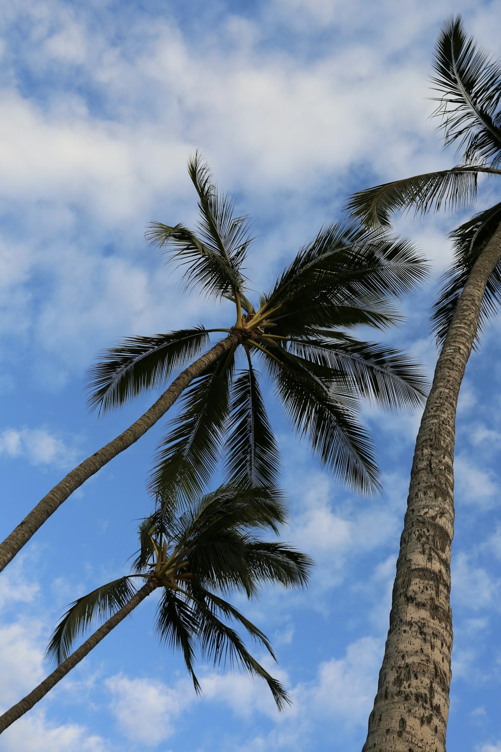 a couple of palm trees that are next to each other