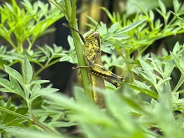 A large grasshopper with a yellow and brown body clings to a green plant stem surrounded by leafy foliage.