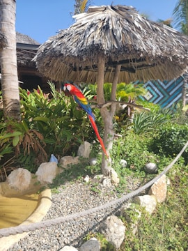 A vibrant macaw with bright red, yellow, and blue feathers is perched on a wooden branch structure under a thatched umbrella. Surrounding the parrot are lush green plants, rocks, and a small gravel path, creating a tropical garden setting. The sky is clear and blue, and there's a multi-colored geometric mural in the background.