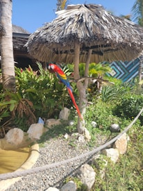 A vibrant macaw with bright red, yellow, and blue feathers is perched on a wooden branch structure under a thatched umbrella. Surrounding the parrot are lush green plants, rocks, and a small gravel path, creating a tropical garden setting. The sky is clear and blue, and there's a multi-colored geometric mural in the background.