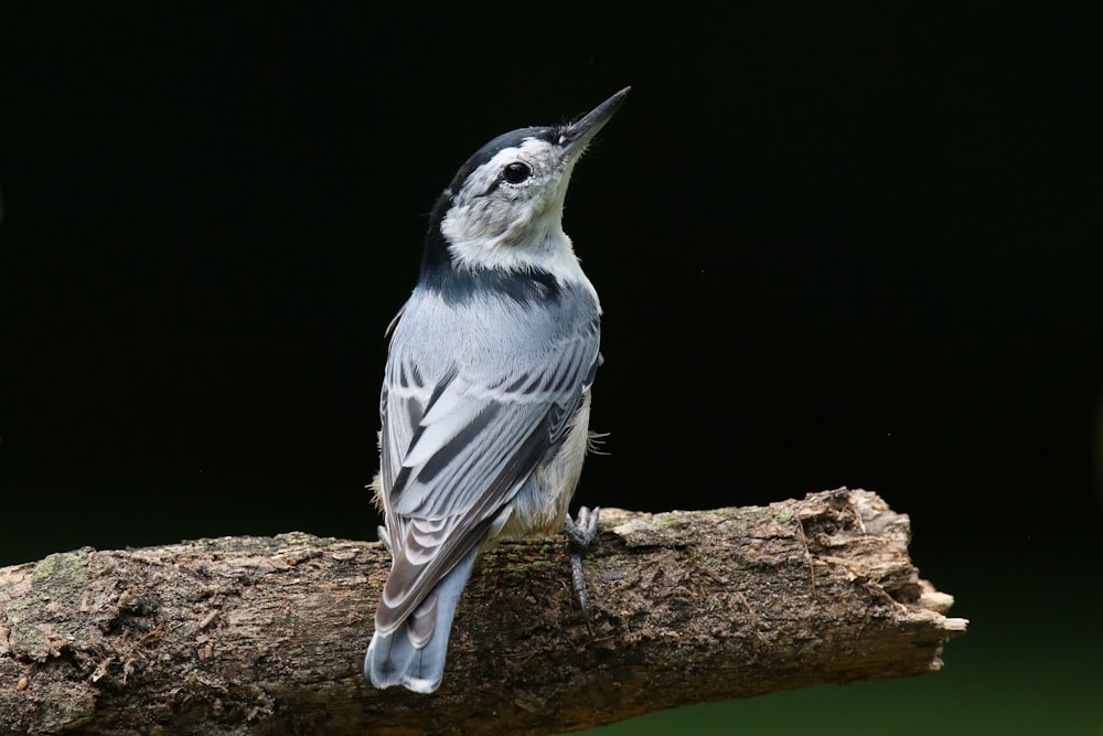 a bird sitting on a branch with its mouth open