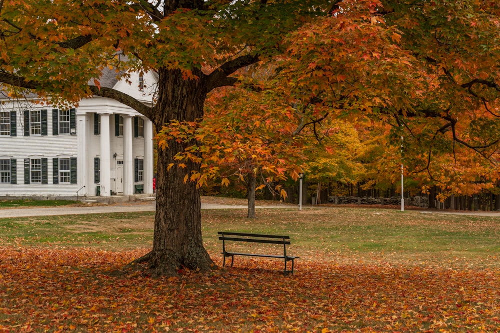 a bench under a tree in front of a white house