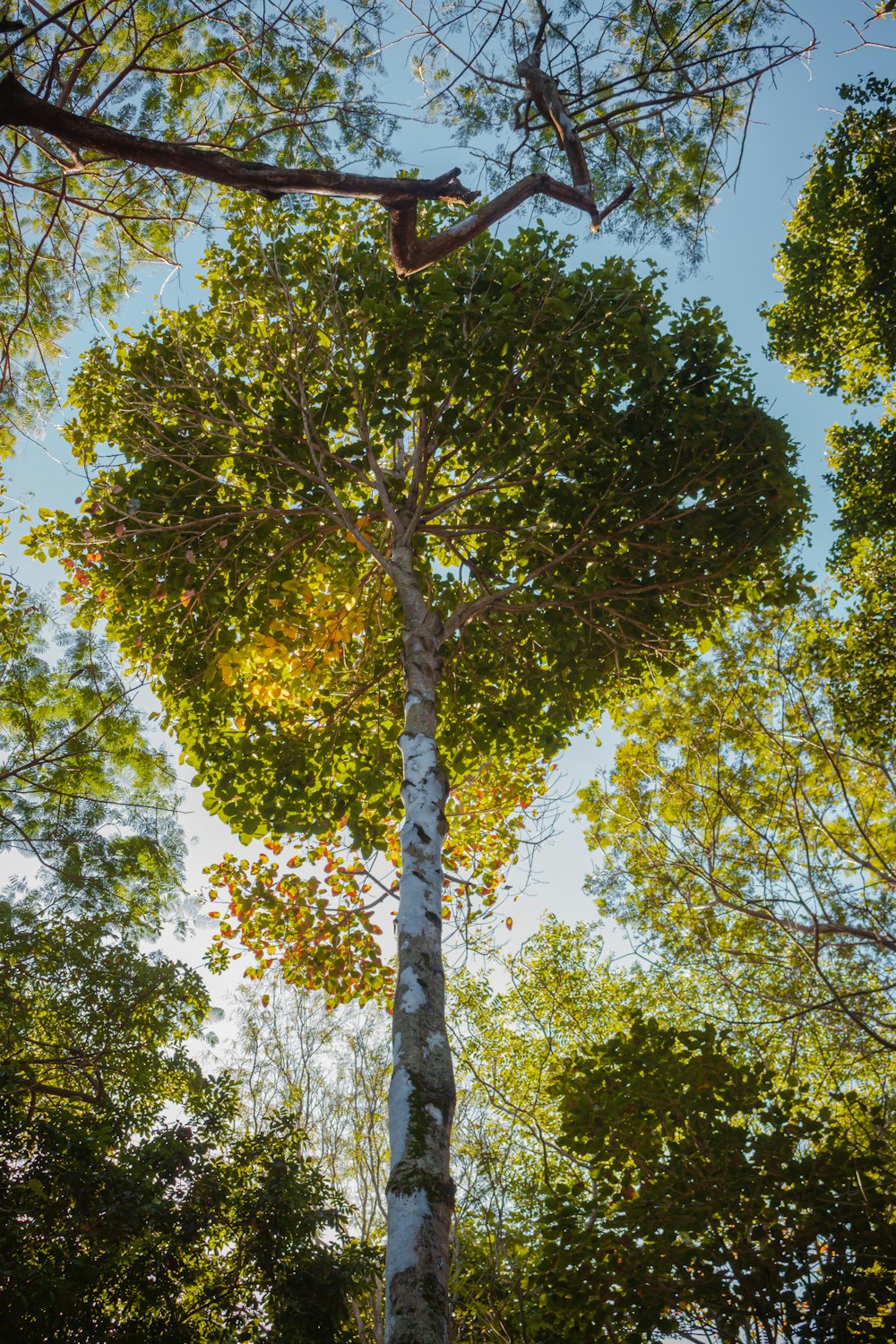 a tall tree standing in the middle of a forest