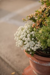 A terracotta pot contains a lush arrangement of small, white flowers and green foliage. The pot sits on a textured surface with soft lighting enhancing the scene. The flowers appear fresh and abundant, beautifully complementing the earthy tones of the pot.