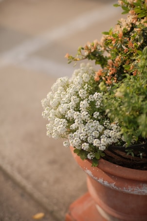 A terracotta pot contains a lush arrangement of small, white flowers and green foliage. The pot sits on a textured surface with soft lighting enhancing the scene. The flowers appear fresh and abundant, beautifully complementing the earthy tones of the pot.
