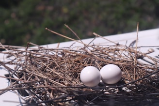 A close-up view of two white eggs placed in a nest made of twigs on a light surface, against a blurred natural green background.