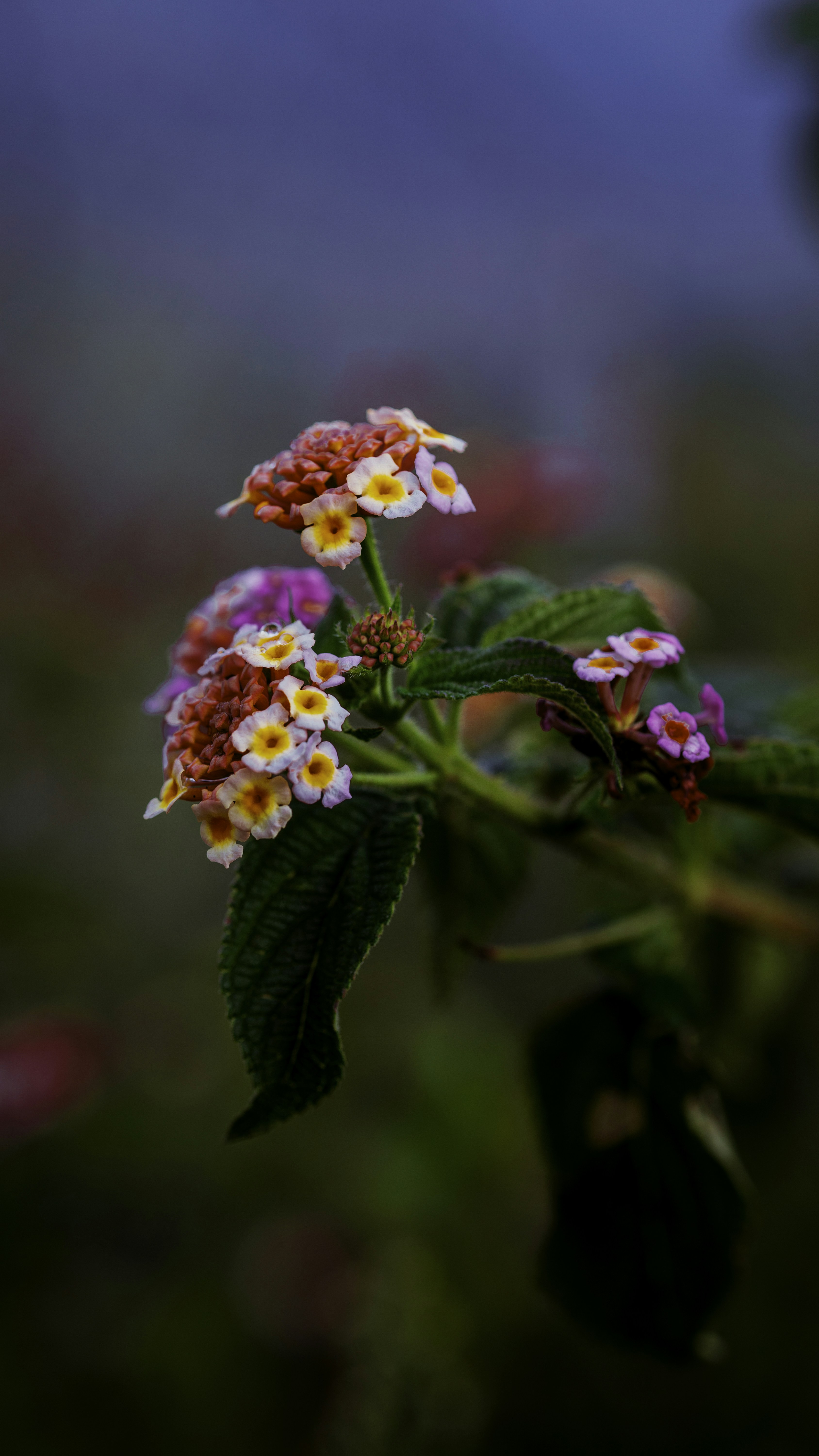 Photo by jofitatkh