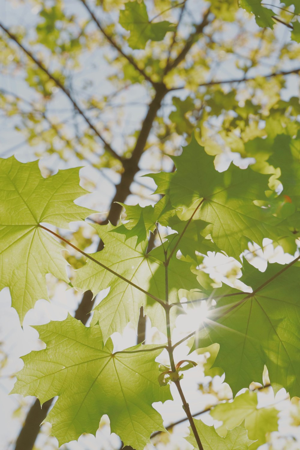 El sol brilla a través de las hojas de un árbol