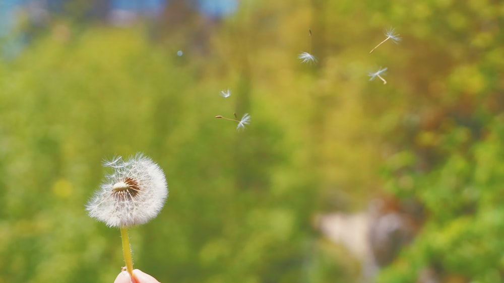 a person holding a dandelion in their hand