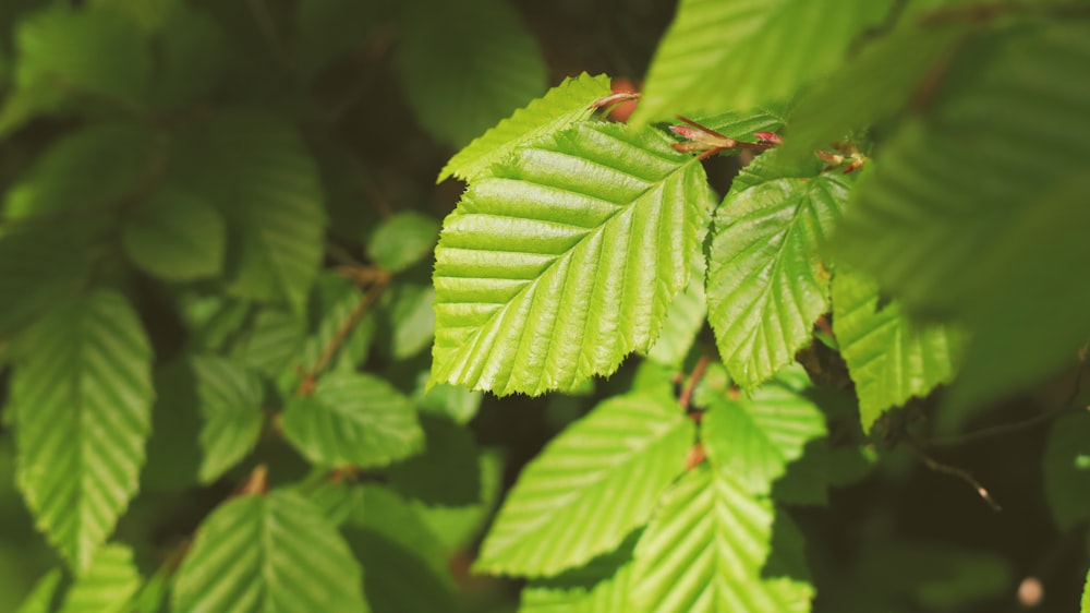 a close up of a green leaf on a tree