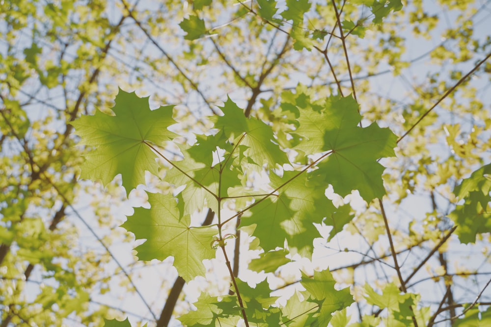 Die Blätter eines Baumes sind grün gegen den blauen Himmel