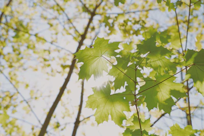Close-up of a young maple tree with fresh green leaves glowing in the sunlight.