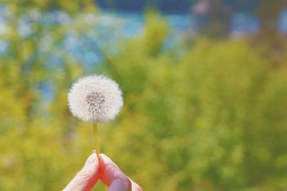 a person holding a dandelion in their hand