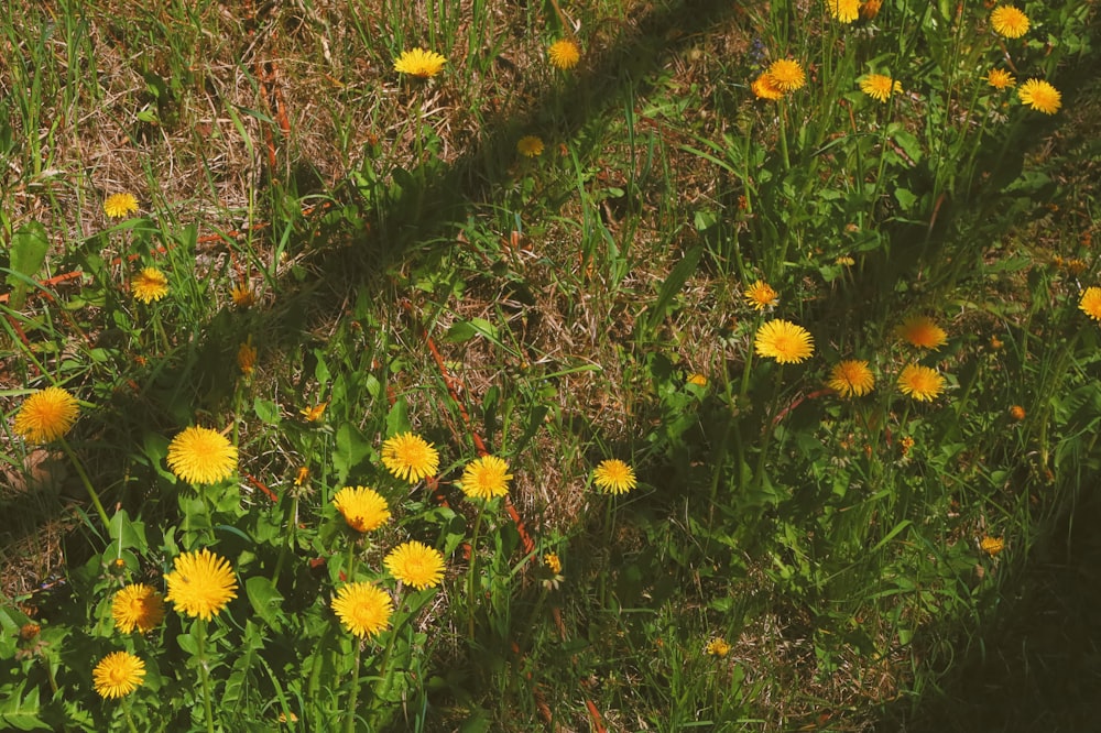野原の黄色い花の束