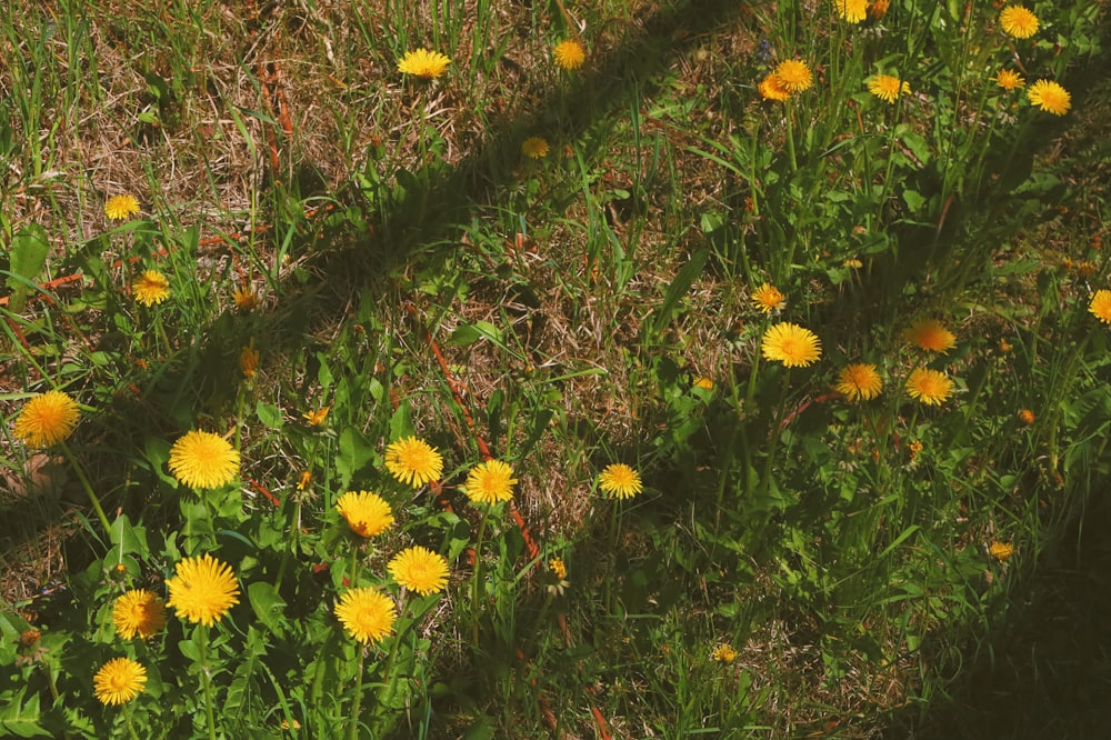 a bunch of yellow flowers in a field