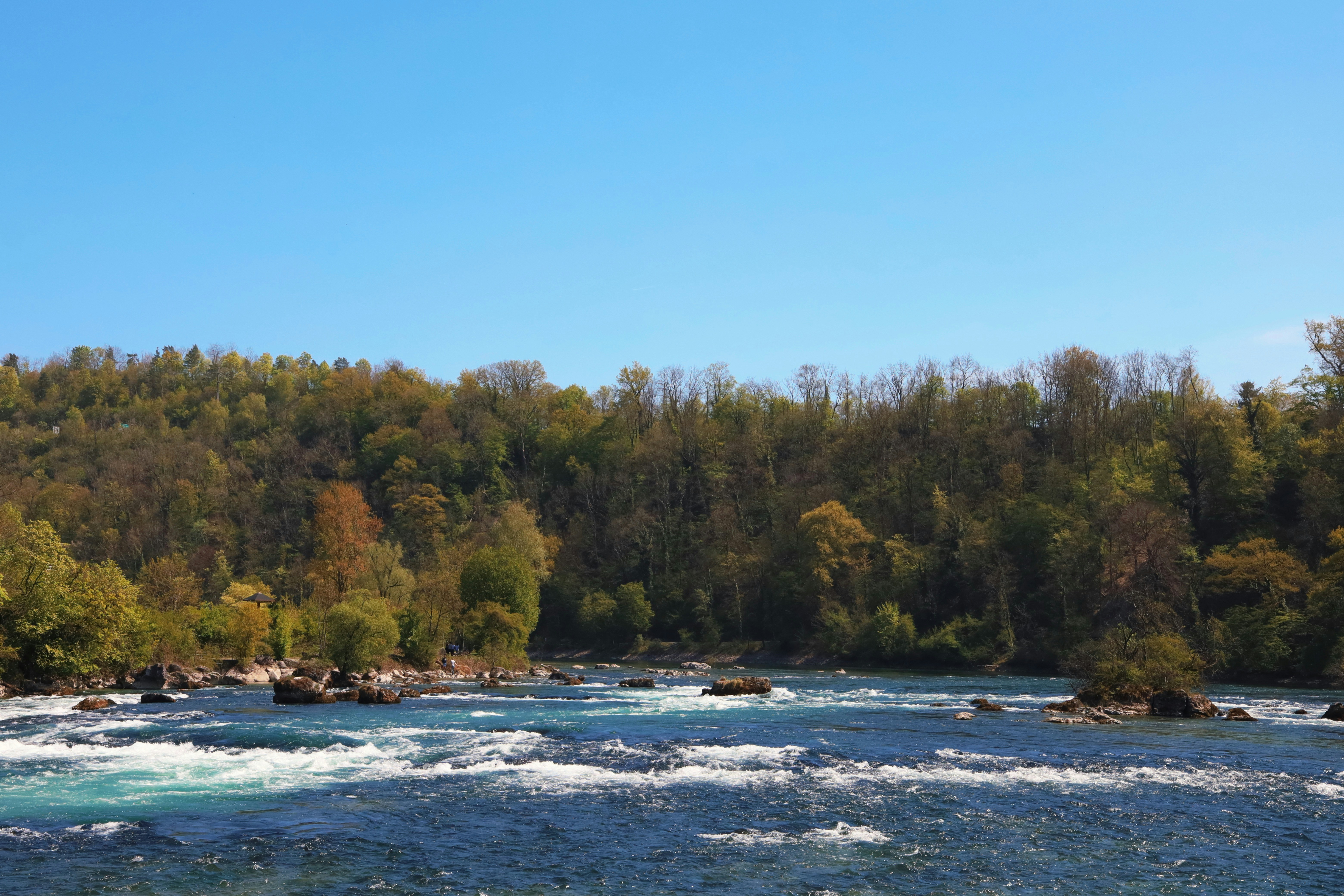 Un fiume che attraversa una foresta piena di alberi