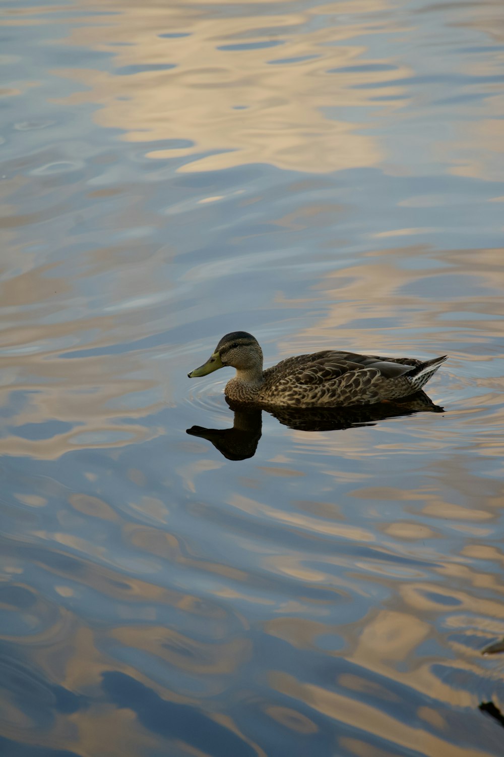 a duck floating on top of a body of water