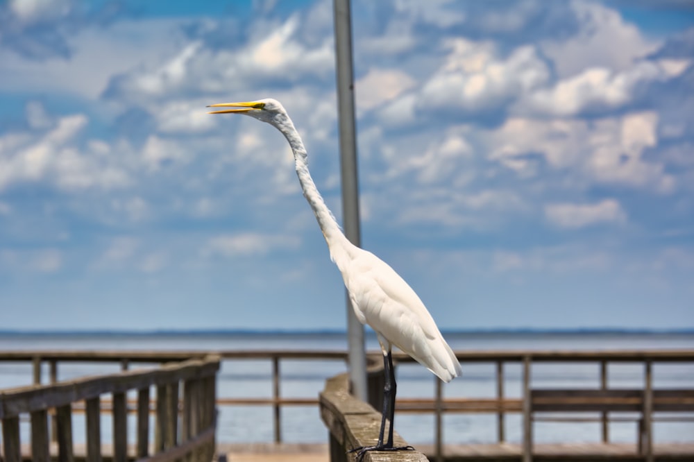 Un uccello bianco con un collo lungo in piedi su un molo