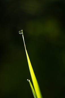 a drop of water on a blade of grass