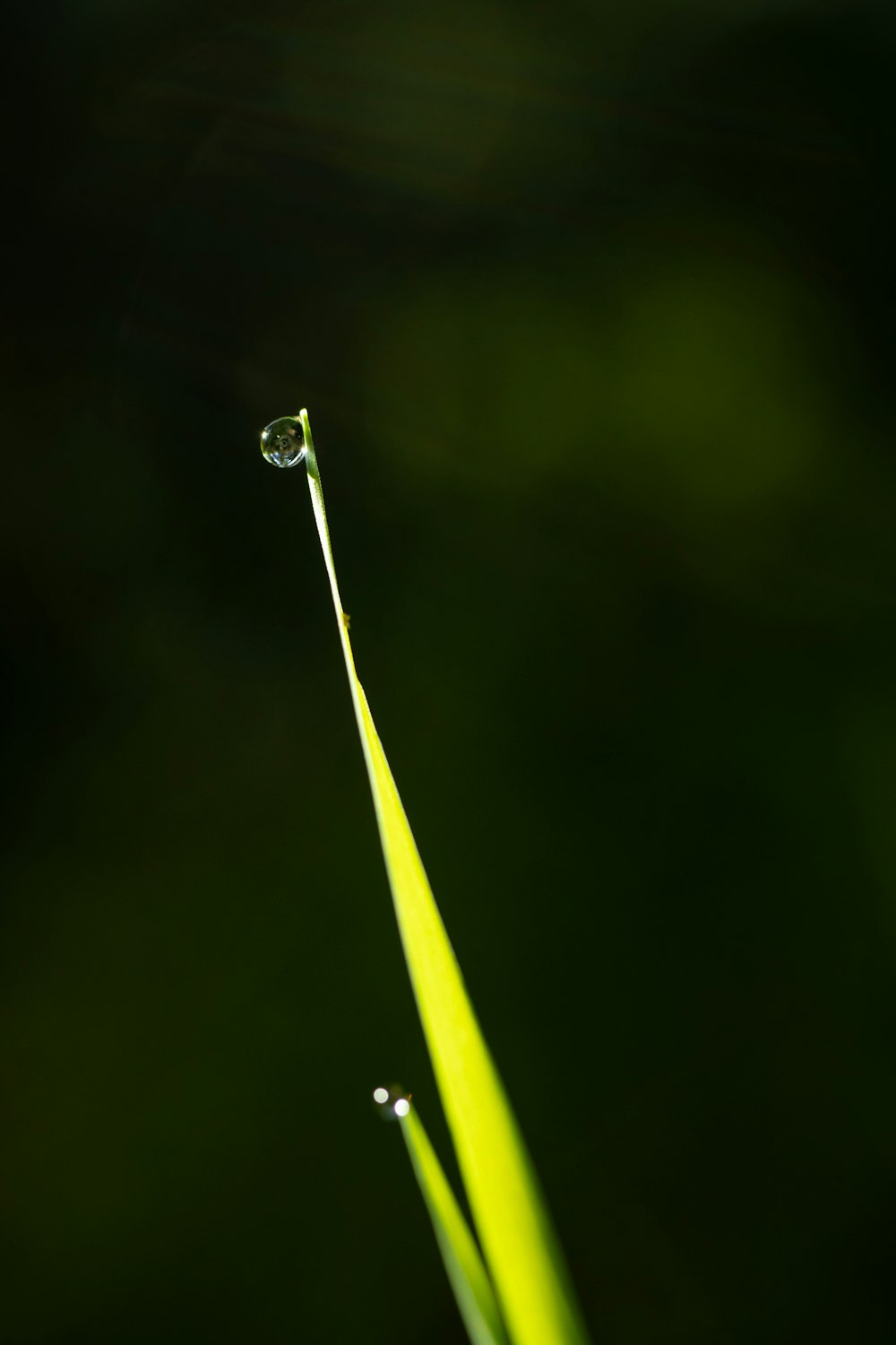 a drop of water on a blade of grass