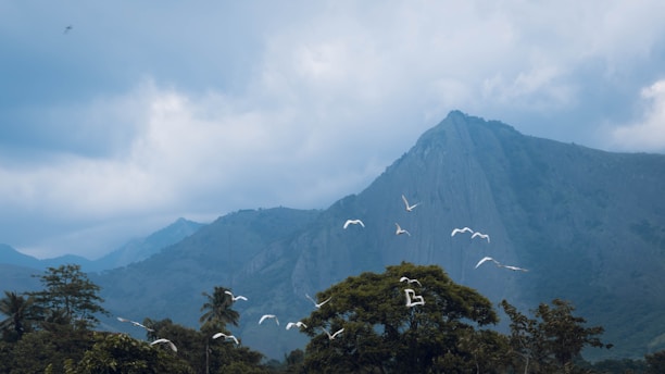 A serene mountain landscape with birds soaring above the peak.