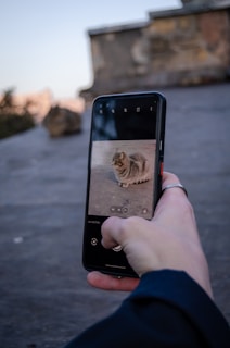 A person holding a smartphone with pet care products on a table nearby.