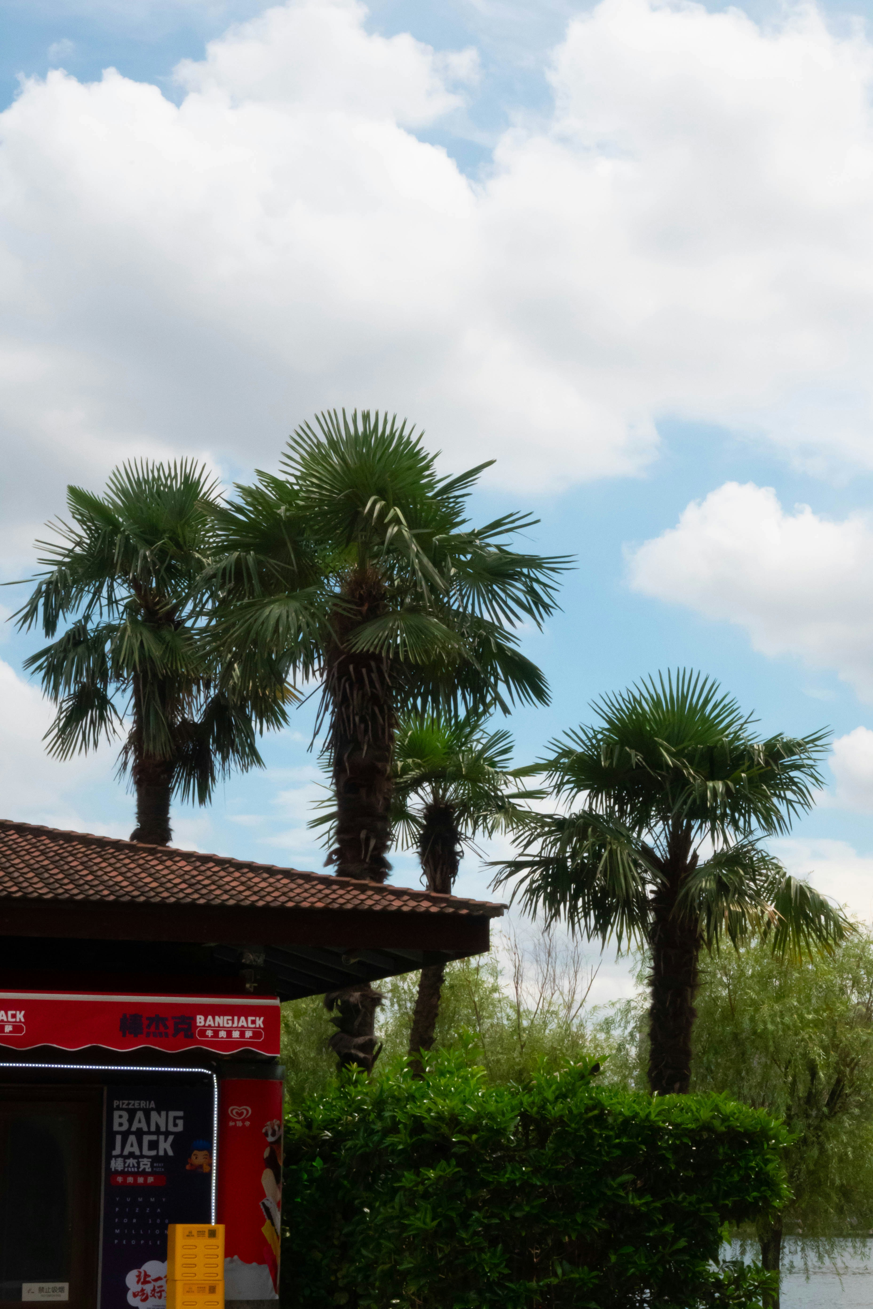 New residential roof installation on a Florida-style home with palm trees visible, bright sunny day, fresh asphalt shingles