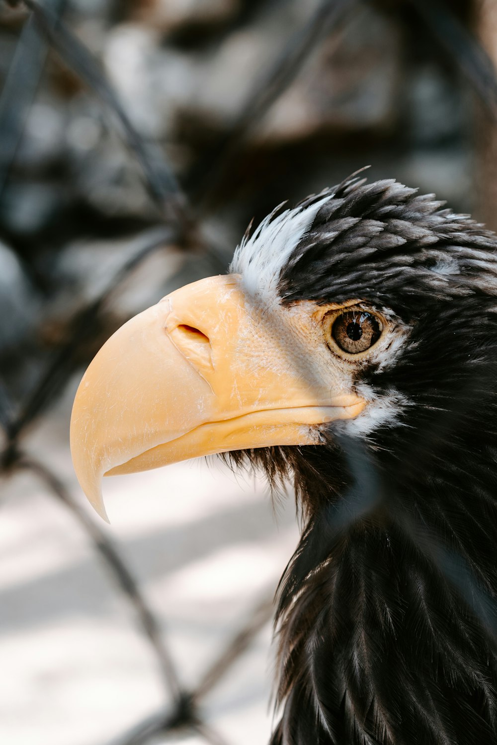 a close up of a bird behind a fence