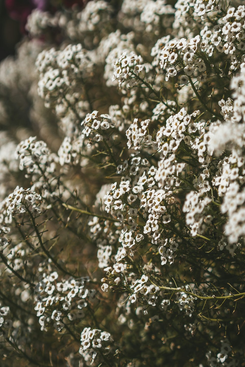 ein Strauß weißer Blumen, die nebeneinander stehen