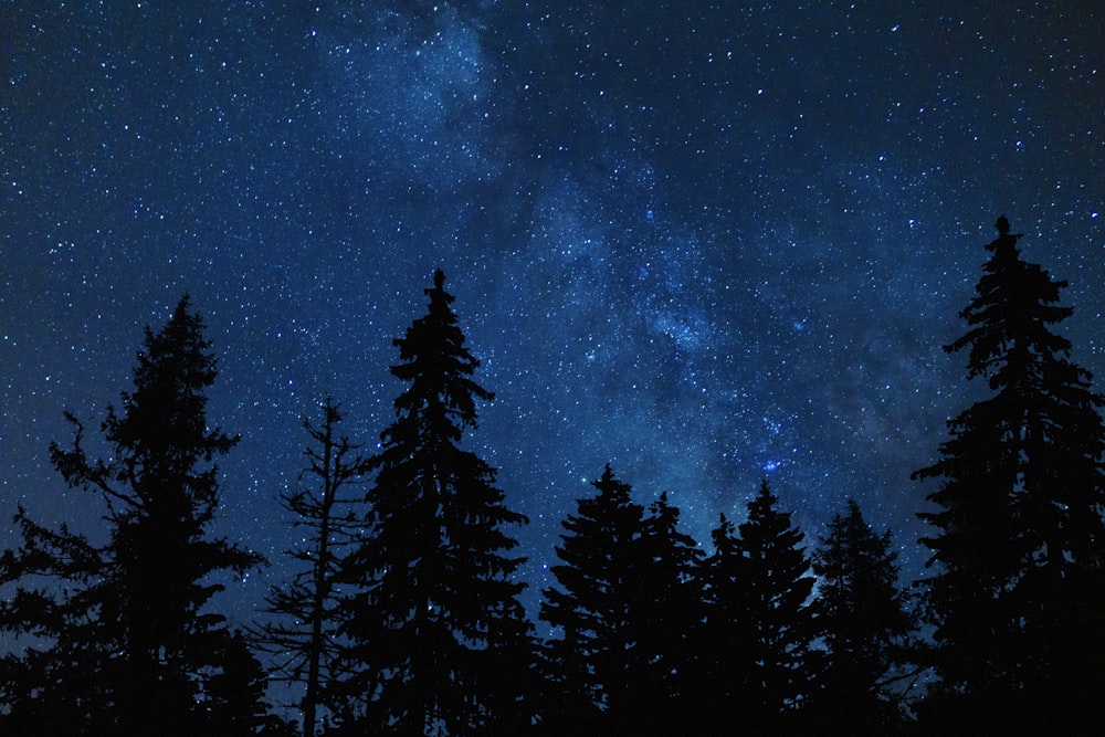 the night sky is filled with stars and trees