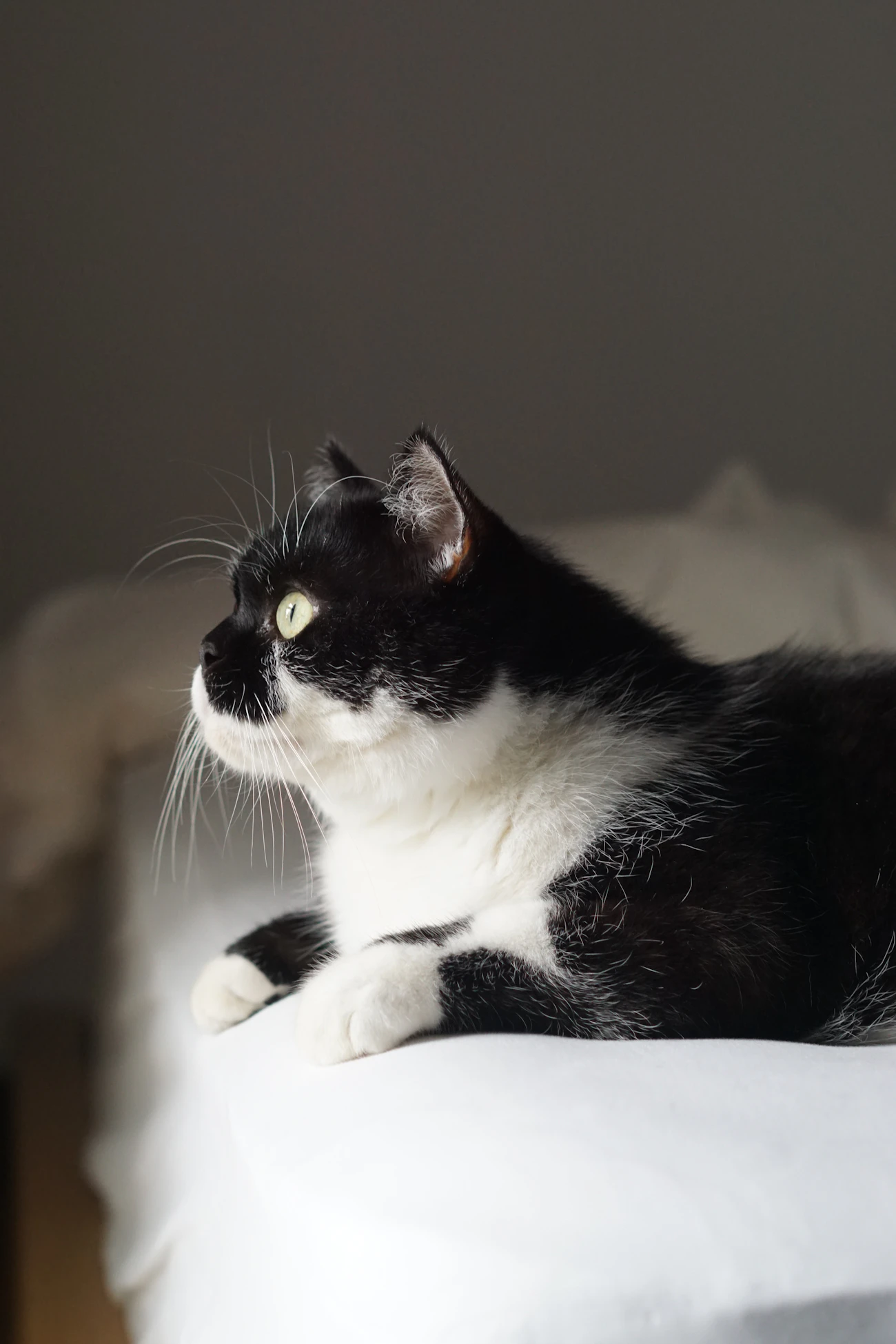 白い椅子の上で横になる白黒の猫