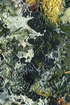 An abstract texture with thick layers of paint creating a complex, wavy pattern. The surface includes a mix of dark green, yellow, and cream colors, with some visible cracks and rough areas.