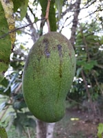 A large, ripe avocado hanging from a branch, surrounded by lush green leaves and trees. The avocado has a smooth green skin with some brown spots.