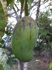 Close-up of ripe avocados hanging on a sturdy branch under soft sunlight.