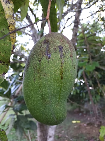 A large, ripe avocado hanging from a branch, surrounded by lush green leaves and trees. The avocado has a smooth green skin with some brown spots.
