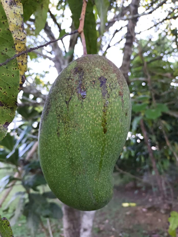 Lush avocado and mamey trees growing on the company’s own farm under the bright Florida sun.